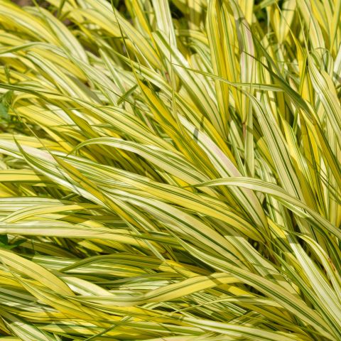 Hakonechloa Macra All Gold Grass Hero
