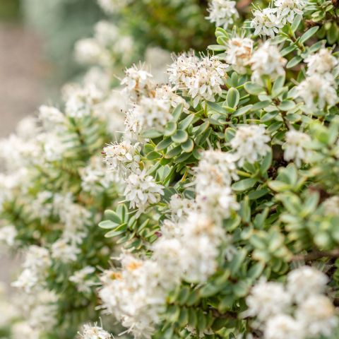 Hebe Baby Marie Shrub Hero