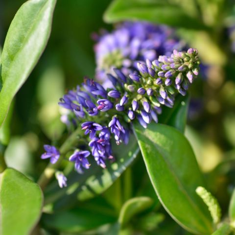 hebe-blue-clouds-shrub-hero