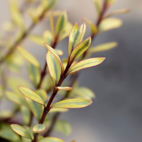 Hebe 'Bronze Glow' - 2L Pot
