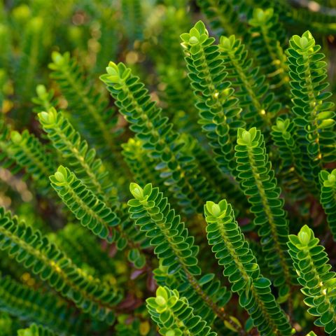Hebe Emerald Gem Shrubs Hero