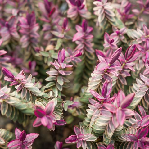hebe-magic-summer-shrub-hero