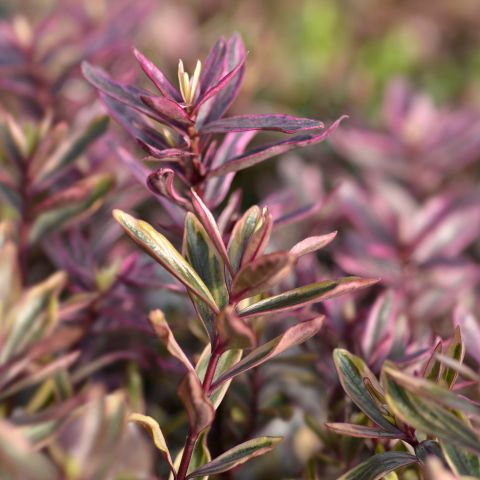 Hebe Magicolors In Varieties Shrub Hero