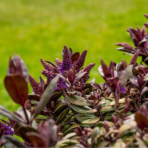 Hebe Purple Pillow Shrub Hero