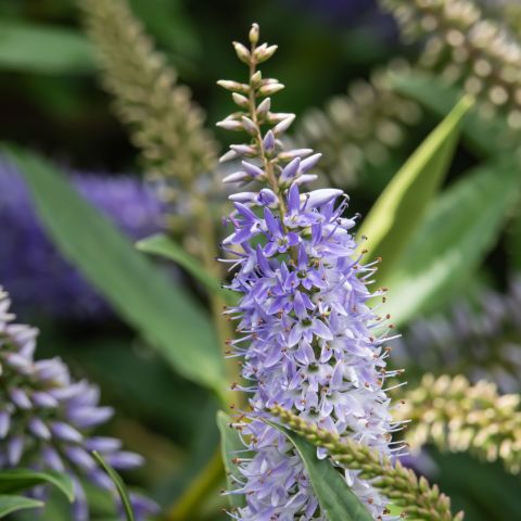 Hebe Summer Blue Shrub Close