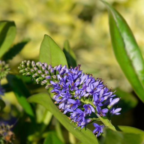 Hebe Summer Blue Shrub Hero