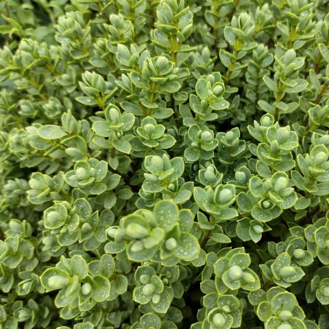 Hebe Topiaria Shrub Close