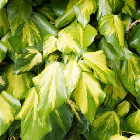 Hedera Colchica Paddy's Pride 3L Pot