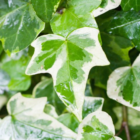 Hedera Helix Glacier Hero