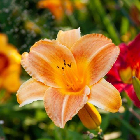 Day Lily 'Cathy's Sunset' - 2L Pot