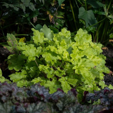 Heuchera Key Lime Pie Perennial Hero