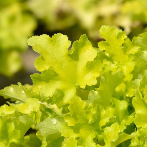 Heuchera Lime Marmalade Perennial Close
