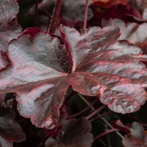 Heuchera Obsidian Perennial Hero