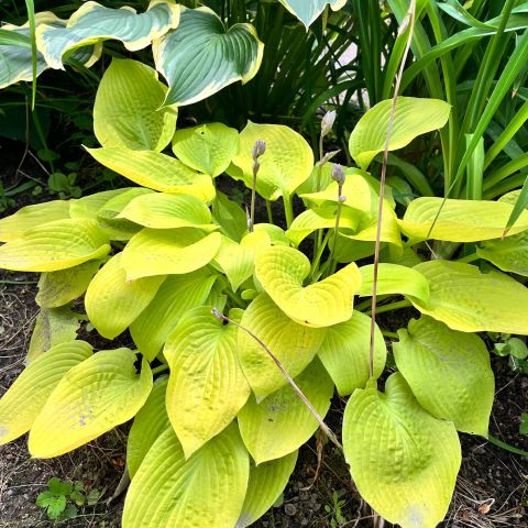 Hosta August Moon Perennial Hero