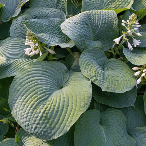 Hosta Big Daddy Perennial Hero