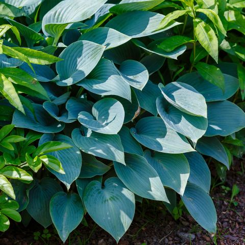 Hosta Blue Cadet Perennial Hero
