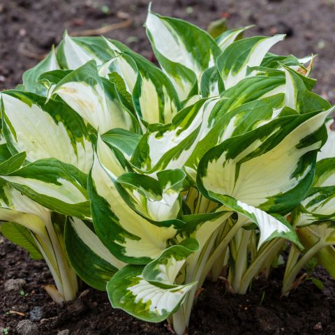 Hosta Fire And Ice Perennial Hero