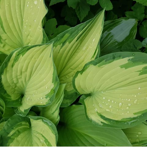 Hosta Fortunei Albopicta Perennial Hero
