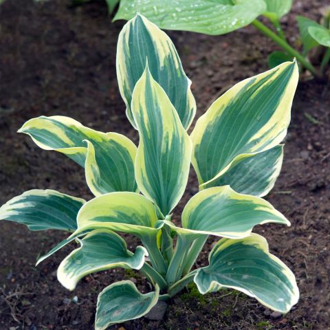 Hosta Fortunei Aureomarginata Perennial Hero