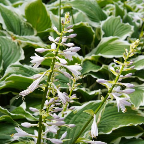 Hosta Francee Perennial Hero