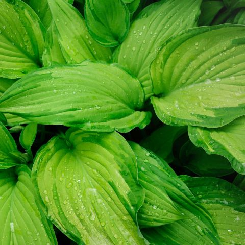 Hosta Gold Standard Perennial Hero