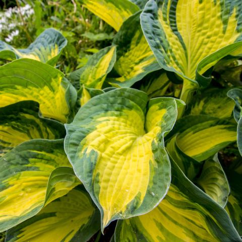 Hosta Great Expectations Perennial Close