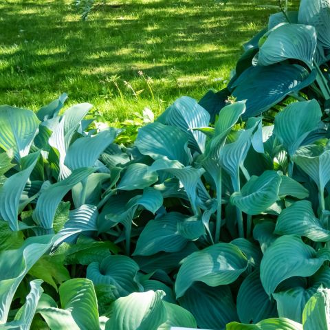 Hosta Krossa Regal Perennial Hero