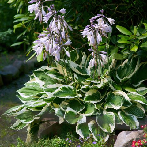Hosta Patriot Perennial Hero