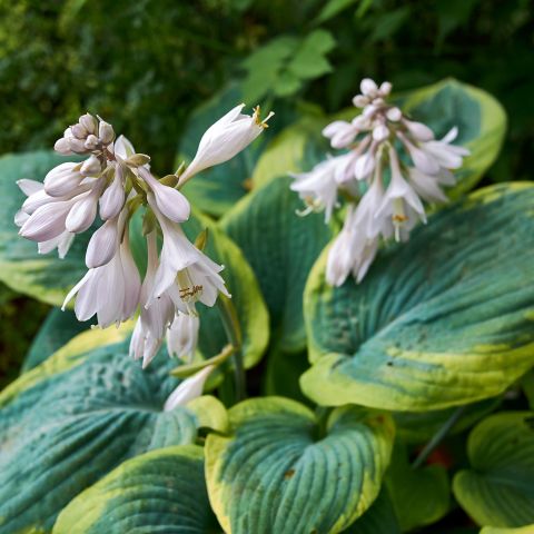 Hosta Sieboldiana Perennial Hero