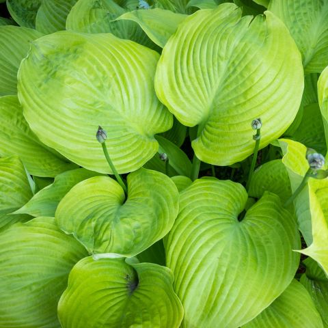 Hosta Sum And Substance Perennial Hero