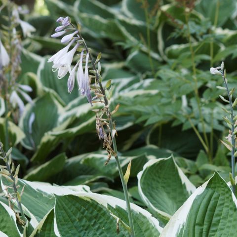 Hosta Undulata Albomarginata Perennial Hero