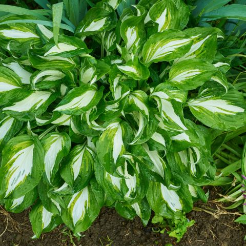 Hosta Undulata Mediovariegata Perennial Full Hero