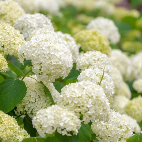 Hydrangea macr. 'Three Sisters' ® 6L