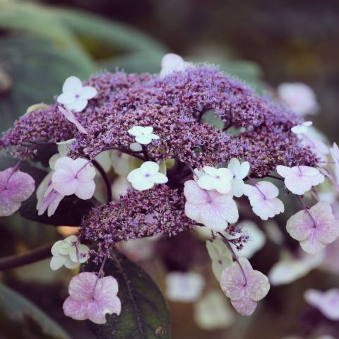 Hydrangea aspera Hot Chocolate - 3L Pot
