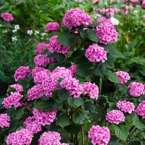 Hydrangea 'Forever & Ever hero