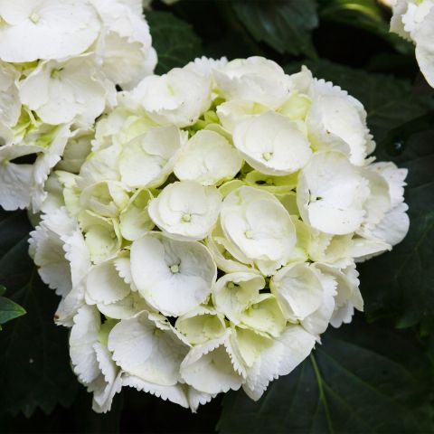 Hydrangea Macrophylla 'Mme. Mouillere' Shrub Hero