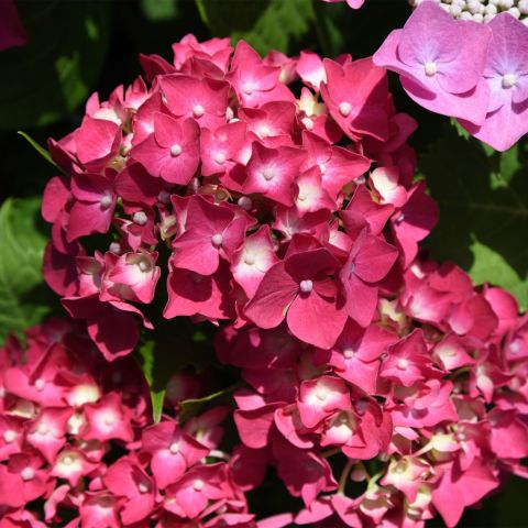 Hydrangea macrophylla Masja - 3L Pot