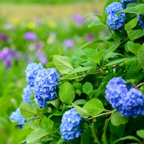 Hydrangea 'Forever & Ever® Hortbux® blau' 5L