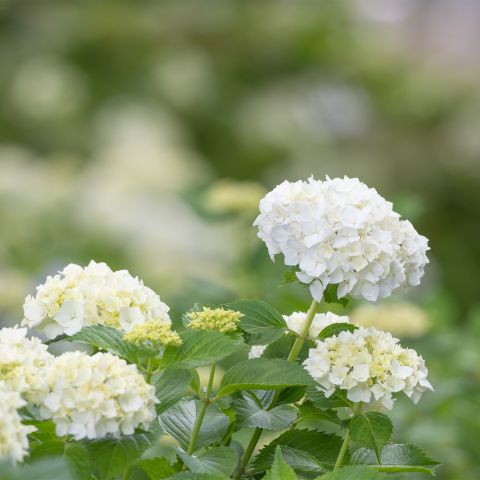 Hydrangea Macrophylla Soeur Therese Shrub Hero