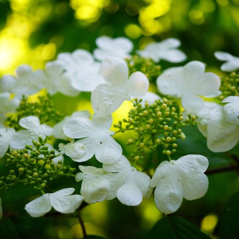 Hydrangea Macrophylla White Wave Shrub Hero