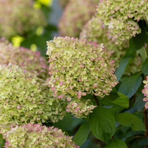 Hydrangea Paniculata Limelight Shrub Group