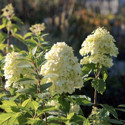 Hydrangea Paniculata Limelight Shrub Hero