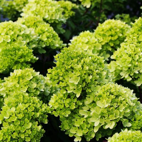 Hydrangea Paniculata Pastel Green Shrub Group