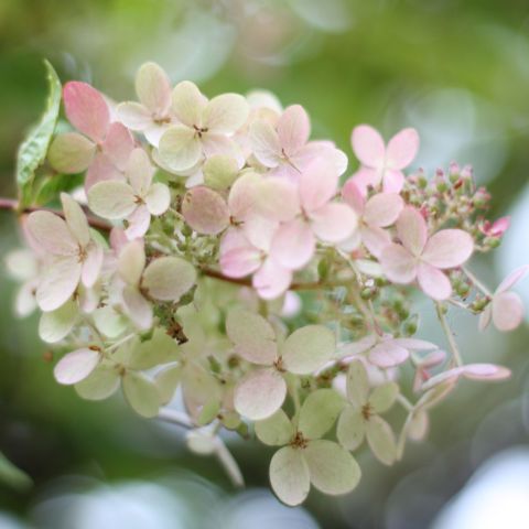 Hydrangea Paniculata Pink Diamond Close Single