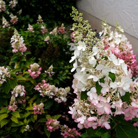 Hydrangea paniculata 'Pinky Winky' - 2L Pot Hero