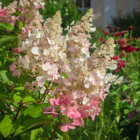 Hydrangea Paniculata Pinky Winky Shrub Hero