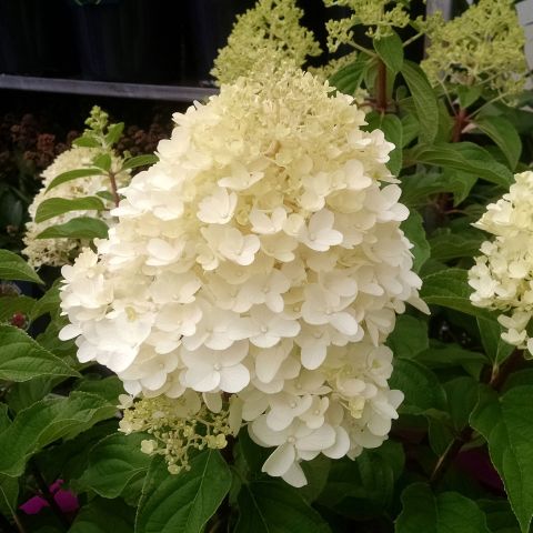 Hydrangea Paniculata Silver Dollar Close Single