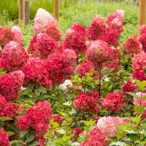 Hydrangea paniculata 'Redlight'® 2L
