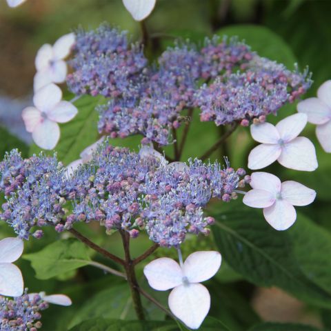 Hydrangea Serrata Bluebird Shrub Hero