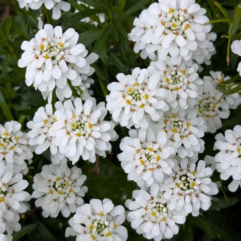 Iberis Nevina Perennial Hero